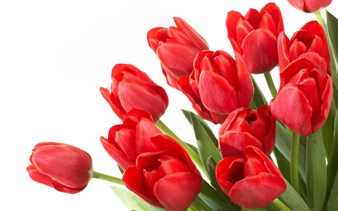Tulips wholesale plants 
