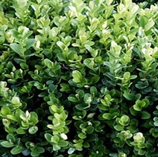 wholesale Buxus plants 