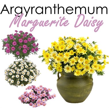 Marguerite Daisy 