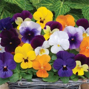 wholesale Viola summerhill Nurseries