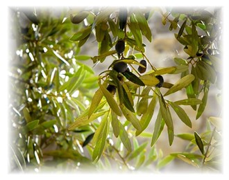 Olive Trees Wholesale