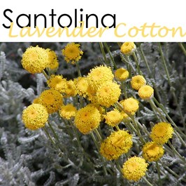 Santolina