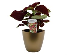 Coleus Red Potted