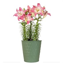 Asiatic Lilium Deco Pot