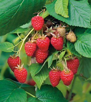wholesale raspberry summerhill nurseries
