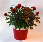 RED AND WHITE POT sienna