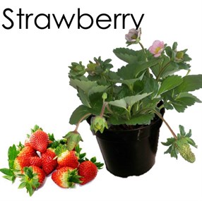 wholesale strawberry summerhill nurseries