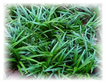 Wholesale Mondo Grass