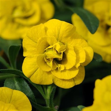 Calibrachoa Double Yellow