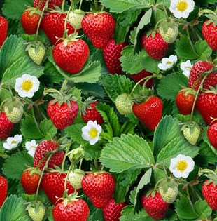 wholesale strawberry summerhill nurseries