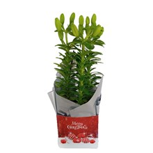 Asiatic Lilium Gift Boxes